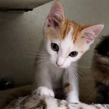 Cheddar -  Domestic Short Hair Cat for Adoption in Lakewood, Colorado - Cheddar | PetCurious