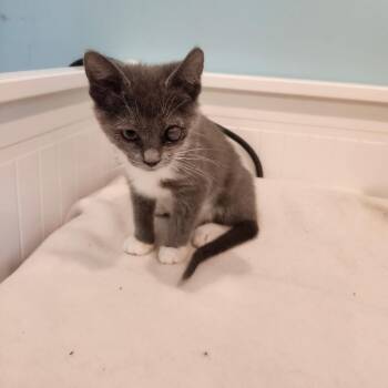 Celia May -  Domestic Short Hair Cat for Adoption in Bel Air, Maryland - Celia May | PetCurious