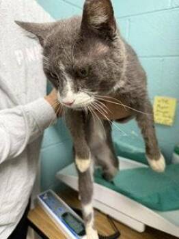 Hoge (TAS 2) -  Domestic Short Hair Cat for Adoption in Trenton, New Jersey - Hoge (TAS 2) | PetCurious