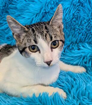 Rescue Domestic Short Hair Cats for Adoption in Jacksonville, Texas - Azrael | PetCurious