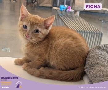 Domestic Short Hair Cats Available for Adoption in Eighty Four, Pennsylvania - Fiona | PetCurious