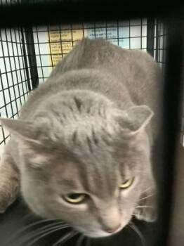 Rescue Domestic Short Hair Cats for Adoption in Largo, Florida - Lil Girl | PetCurious