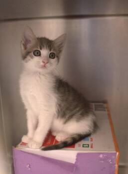 Heehonk -  Domestic Short Hair Cat for Adoption in Santa Rosa, California - Heehonk | PetCurious