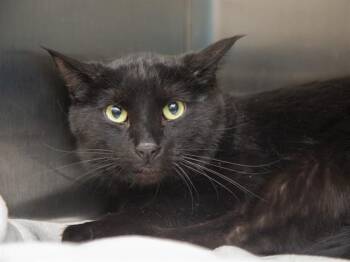 Domestic Medium Hair Cats Available for Adoption in Phoenix, Arizona - SANDY | PetCurious