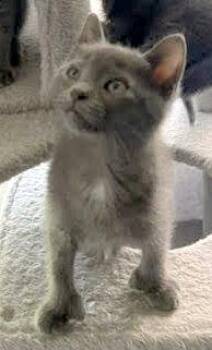 Dolly (Polydactyl) -  Russian Blue and Domestic Short Hair Cat for Adoption in Reston, Virginia - Dolly (Polydactyl) | PetCurious