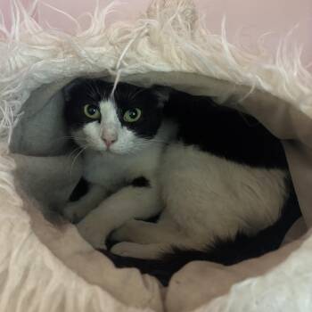 Pingu -  Domestic Short Hair Cat for Adoption in Charleston, South Carolina - Pingu | PetCurious