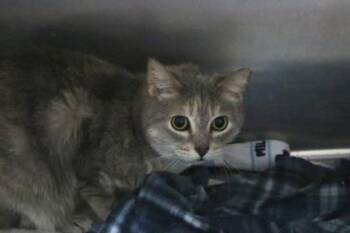 Domestic Short Hair Cats Available for Adoption in Brunswick, Georgia - Dove | PetCurious