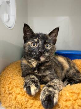Abby -  Domestic Short Hair Cat for Adoption in Corpus Christi, Texas - Abby | PetCurious