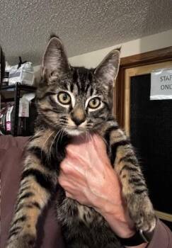 Rescue Domestic Short Hair Cats for Adoption in Hutchinson, Minnesota - Jan And Jill | PetCurious