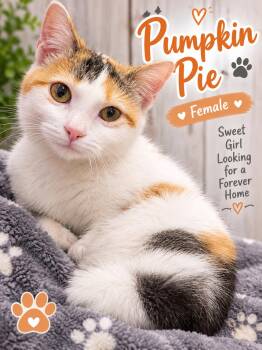 Pumpkin Pie -  Domestic Short Hair Cat for Adoption in Manhattan, Illinois - Pumpkin Pie | PetCurious