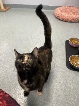 Macaroni -  Domestic Short Hair Cat Available for Adoption in Trenton, Maine - Macaroni | PetCurious