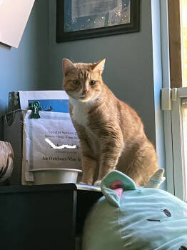 Rescue Domestic Short Hair Cats for Adoption in Powder Springs, Georgia - Ron Clark | PetCurious
