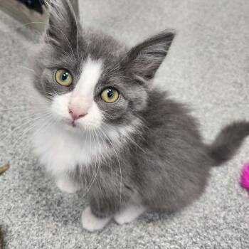French Fry -  Domestic Medium Hair Cat for Adoption in Plainfield, Illinois - French Fry | PetCurious