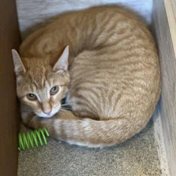 Karmen -  Domestic Short Hair Cat for Adoption in Concord, New Hampshire - Karmen | PetCurious