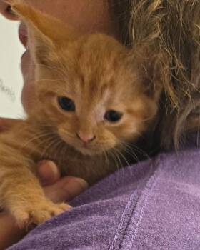 Domestic Short Hair Cats Available for Adoption - Solo | PetCurious