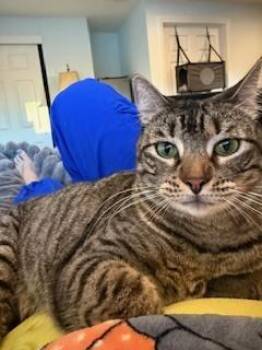 Domestic Short Hair Cats Available for Adoption - Tiger Lily | PetCurious