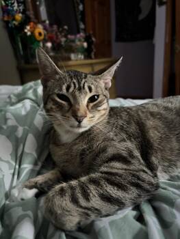 Cleo -  Domestic Short Hair Cat Available for Adoption in Bemidji, Minnesota - Cleo | PetCurious