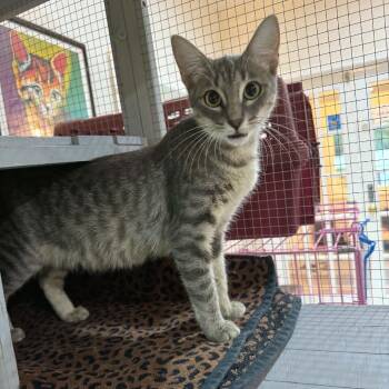 Magnolia -  Domestic Medium Hair Cat for Adoption in Pinellas Park, Florida - Magnolia | PetCurious