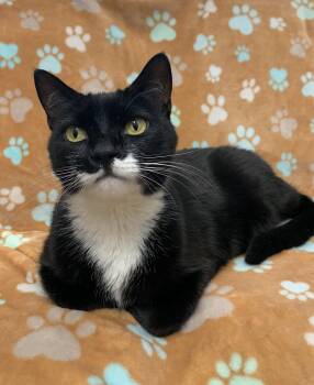 Bubbles -  Domestic Short Hair Cat for Adoption in Bisbee, Arizona - Bubbles | PetCurious