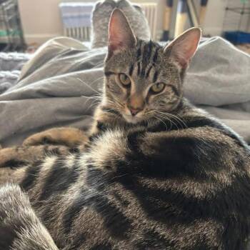 Domestic Short Hair Cats Available for Adoption - Meredith | PetCurious