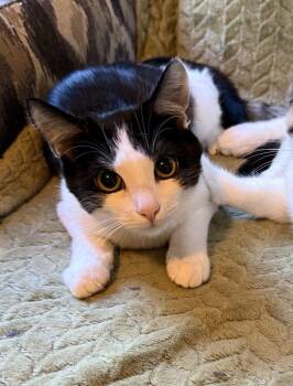 Fiona -  Domestic Short Hair Cat for Adoption in Duxbury, Massachusetts - Fiona | PetCurious