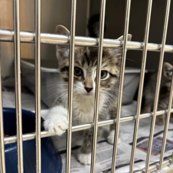 Lena -  Domestic Short Hair Cat for Adoption in Roxboro, North Carolina - Lena | PetCurious