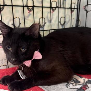 Domestic Short Hair Cats Available for Adoption - Flow | PetCurious