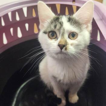 Domestic Short Hair Cats Available for Adoption - Izzy | PetCurious