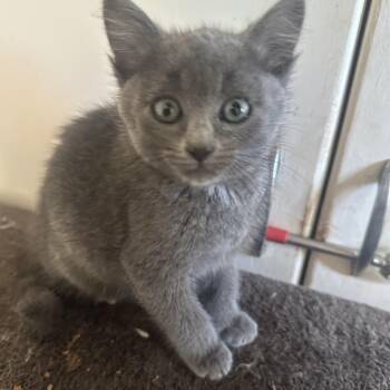 Pebble -  Domestic Medium Hair Cat for Adoption in Oklahoma City, Oklahoma - Pebble | PetCurious