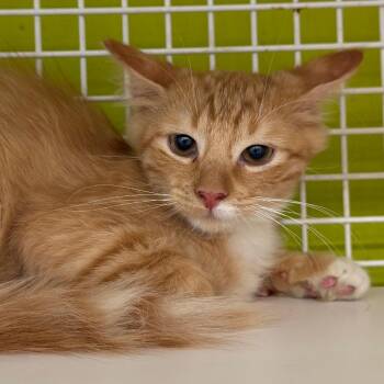 Gingy -  Domestic Short Hair Cat for Adoption in Midland, Texas - Gingy | PetCurious