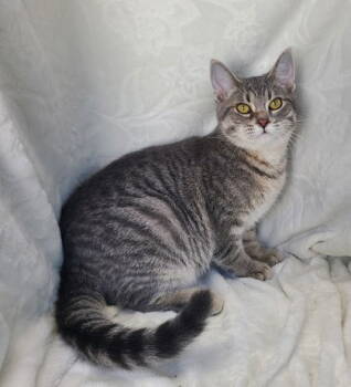Rescue Domestic Short Hair Cats for Adoption in Lake City, Michigan - 6761 (Benzie) | PetCurious