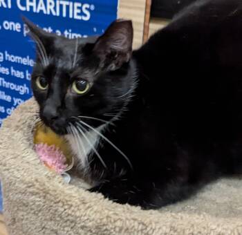 Cassie -  Domestic Short Hair Cat Available for Adoption in Farmland, Indiana - Cassie | PetCurious