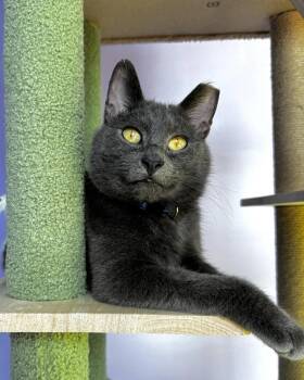 Rescue Domestic Short Hair Cats for Adoption in Ellenwood, Georgia - Astro | PetCurious