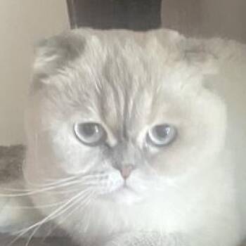 Roxy -  Scottish Fold Cat for Adoption in San Francisco, California - Roxy | PetCurious