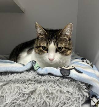 Clarabelle -  Domestic Short Hair Cat for Adoption in Shorewood, Illinois - Clarabelle | PetCurious