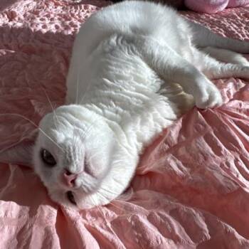 Domestic Short Hair Cats Available for Adoption in Atlanta, Georgia - Ivorie | PetCurious