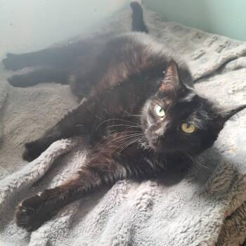 Mia -  Domestic Short Hair Cat for Adoption in Russellville, Kentucky - Mia | PetCurious