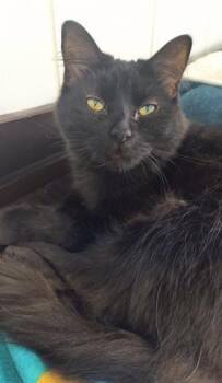 Rescue Domestic Long Hair Cats for Adoption in Canfield, Ohio - LUCY | PetCurious