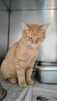 Quincy -  Domestic Short Hair Cat for Adoption in Pine Grove, Pennsylvania - Quincy | PetCurious