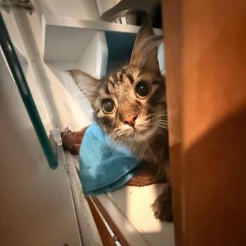 Domestic Short Hair Cats Available for Adoption in Saint Charles, Missouri - Houdini | PetCurious