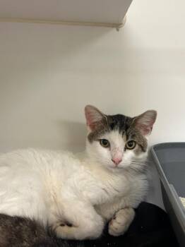 Alfie (Buchanan) -  Domestic Short Hair Cat for Adoption in Johnson City, Tennessee - Alfie (Buchanan) | PetCurious