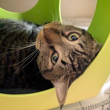 Pequeno -  Domestic Short Hair Cat for Adoption in Providence, Rhode Island - Pequeno | PetCurious