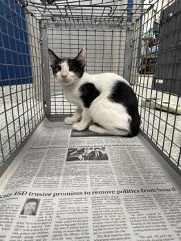 SAMMY -  Domestic Short Hair Cat for Adoption in Pasadena, Texas - SAMMY | PetCurious