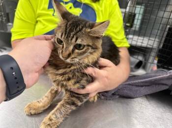 Domestic Medium Hair Cats Available for Adoption - GAIL | PetCurious