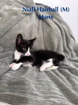 Rescue Manx Cats for Adoption in Clarksville, Tennessee - Niall Hairball | PetCurious