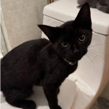 Raven -  Domestic Short Hair Cat for Adoption in Atlanta, Georgia - Raven | PetCurious