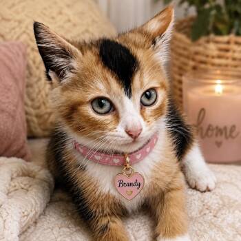 Brandy -  Domestic Short Hair Cat for Adoption in Inman, South Carolina - Brandy | PetCurious