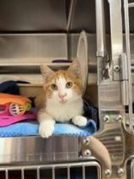 Sean -  Domestic Short Hair Cat for Adoption in Manitowoc, Wisconsin - Sean | PetCurious