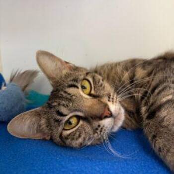 Hotmail -  Domestic Short Hair Cat for Adoption in Pontiac, Michigan - Hotmail | PetCurious