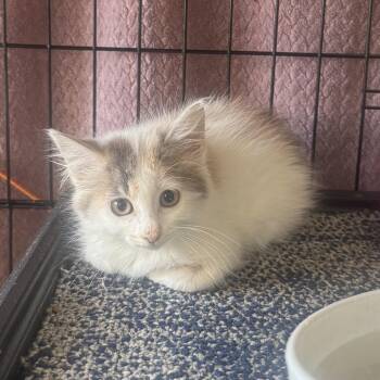 Fleur -  Domestic Medium Hair Cat for Adoption in Liverpool, Texas - Fleur | PetCurious